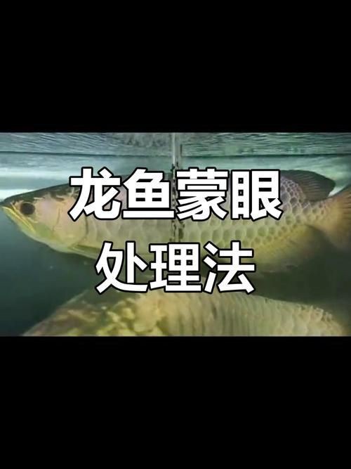 龍魚蒙眼最好治療方法圖解【龍魚蒙眼是什么原因怎么治療】