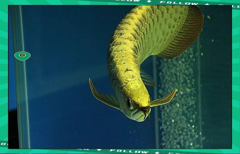 金頭金龍魚的市場價格是多少【《金頭金龍魚市場價格》】