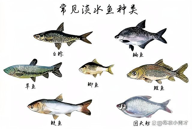 淡水魚十大名魚【中國十大淡水魚】 淡水魚十大名魚【中國十大淡水魚】 龍魚論壇 第2張