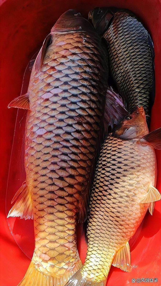 淡水魚十大名魚【中國十大淡水魚】 淡水魚十大名魚【中國十大淡水魚】 龍魚論壇 第5張