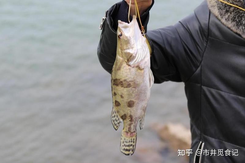淡水魚十大名魚【中國十大淡水魚】 淡水魚十大名魚【中國十大淡水魚】 龍魚論壇 第6張