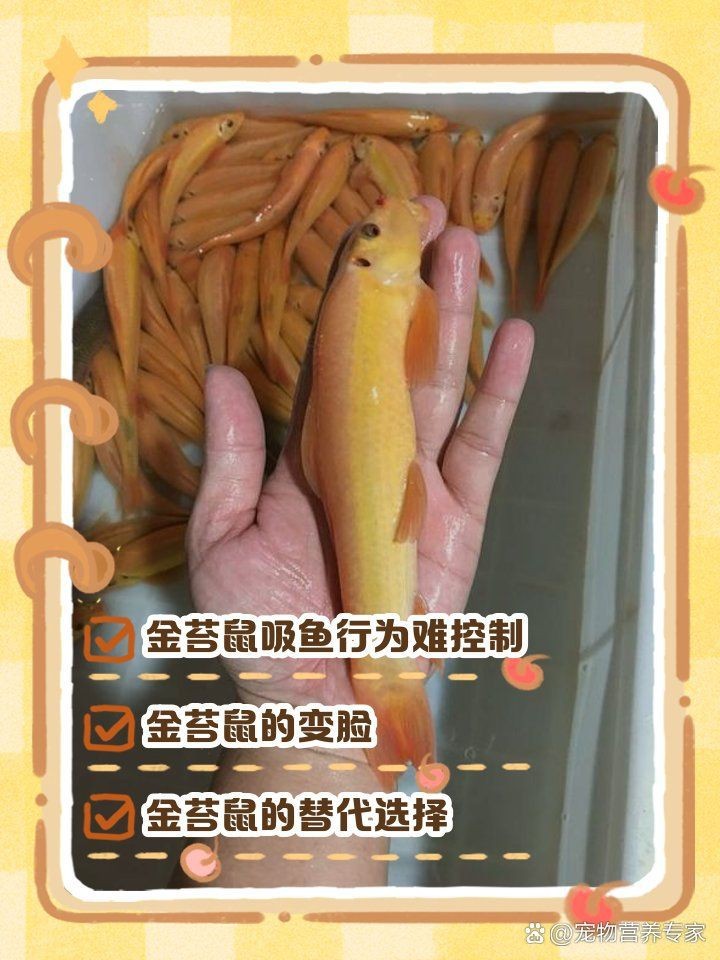 金苔鼠多大開始吸魚【金苔鼠的吸魚行為】 金苔鼠多大開始吸魚【金苔鼠的吸魚行為】 龍魚百科 第9張