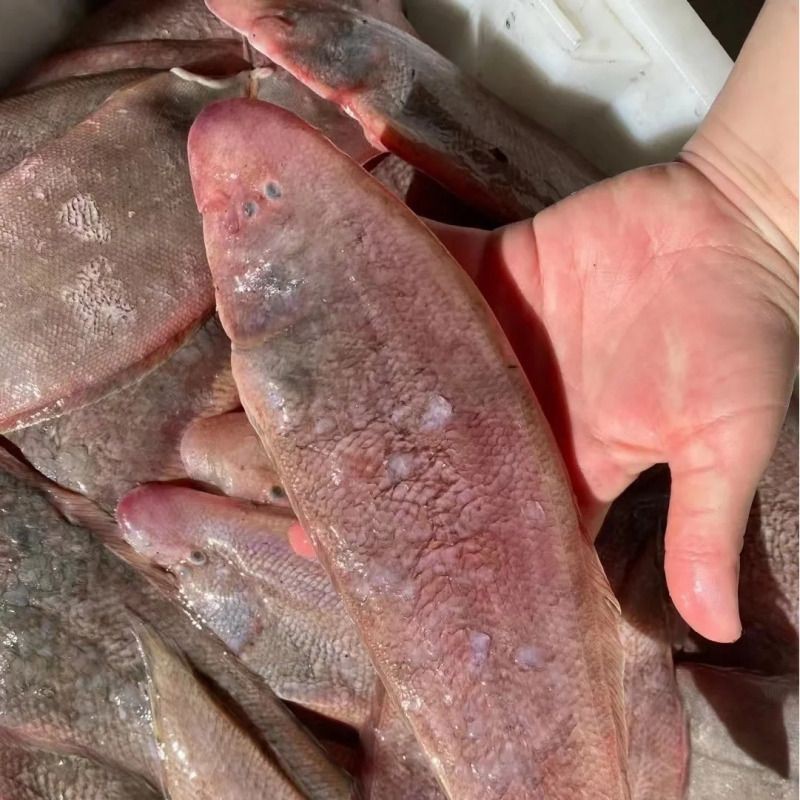 閩南皇帝魚是什么魚【福建沿海地區所稱的“皇帝魚”，長相奇特卻被稱為“皇帝魚”】