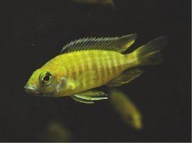 閩南皇帝魚是什么魚【福建沿海地區所稱的“皇帝魚”，長相奇特卻被稱為“皇帝魚”】