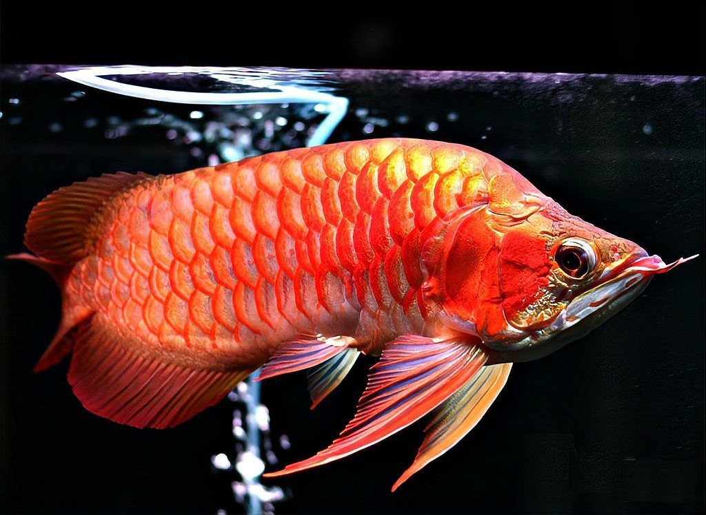 血紅龍魚價(jià)格表【《血紅龍魚價(jià)格表》**，血紅龍魚價(jià)格多少錢一條快樂生活】