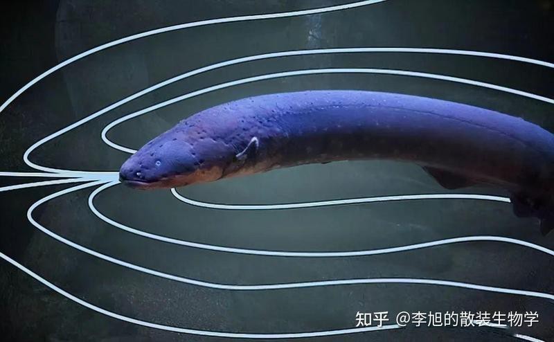 電鰻為什么不屬于鰻魚【電鰻為什么不屬于鰻魚？】 電鰻為什么不屬于鰻魚【電鰻為什么不屬于鰻魚？】 龍魚論壇 第2張