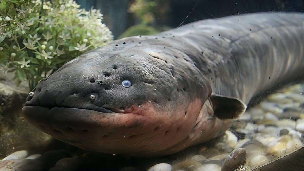 電鰻為什么不屬于鰻魚【電鰻為什么不屬于鰻魚？】 電鰻為什么不屬于鰻魚【電鰻為什么不屬于鰻魚？】 龍魚論壇 第3張