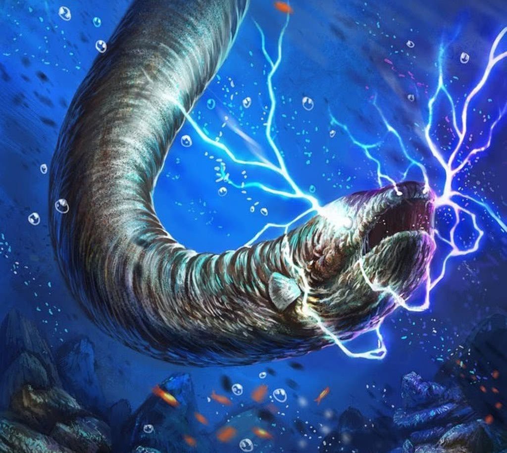 電鰻為什么不屬于鰻魚【電鰻為什么不屬于鰻魚？】 電鰻為什么不屬于鰻魚【電鰻為什么不屬于鰻魚？】 龍魚論壇 第8張