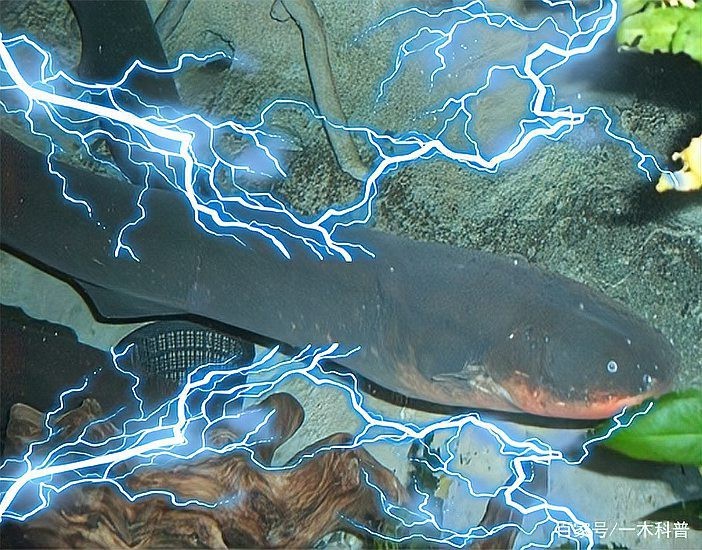 電鰻為什么不屬于鰻魚【電鰻為什么不屬于鰻魚？】 電鰻為什么不屬于鰻魚【電鰻為什么不屬于鰻魚？】 龍魚論壇 第6張