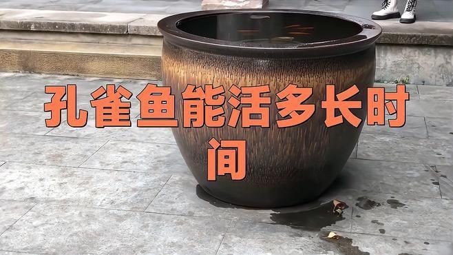 孔雀魚能活多久【孔雀魚的壽命一般在2-5年左右】