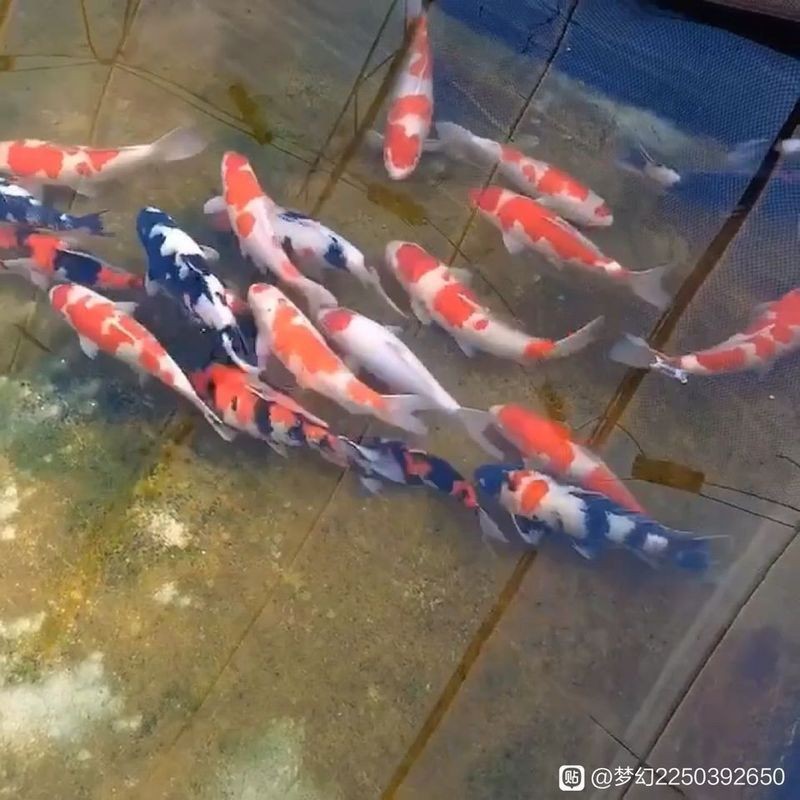 錦鯉吧百度貼吧【《錦鯉吧百度貼吧：獨特的網(wǎng)絡交流空間》】