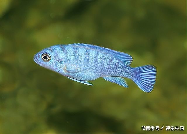 藍曼龍魚繁殖周期是多久？【養魚大全，藍曼龍魚到繁殖期一般多長齊家】