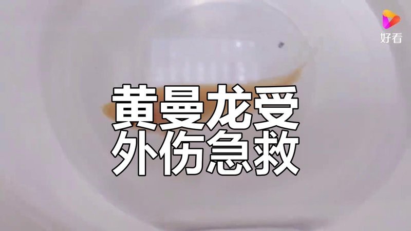 曼龍魚攻擊時(shí)怎么辦【當(dāng)曼龍魚出現(xiàn)攻擊行為時(shí)，首先不要驚慌，可以嘗試以下方法應(yīng)對(duì)】