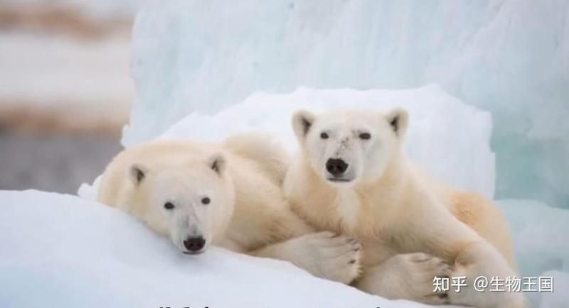 虎鯨能殺死北極熊嗎【虎鯨獵殺北極熊案例分析虎鯨獵殺北極熊的成功率有多高】