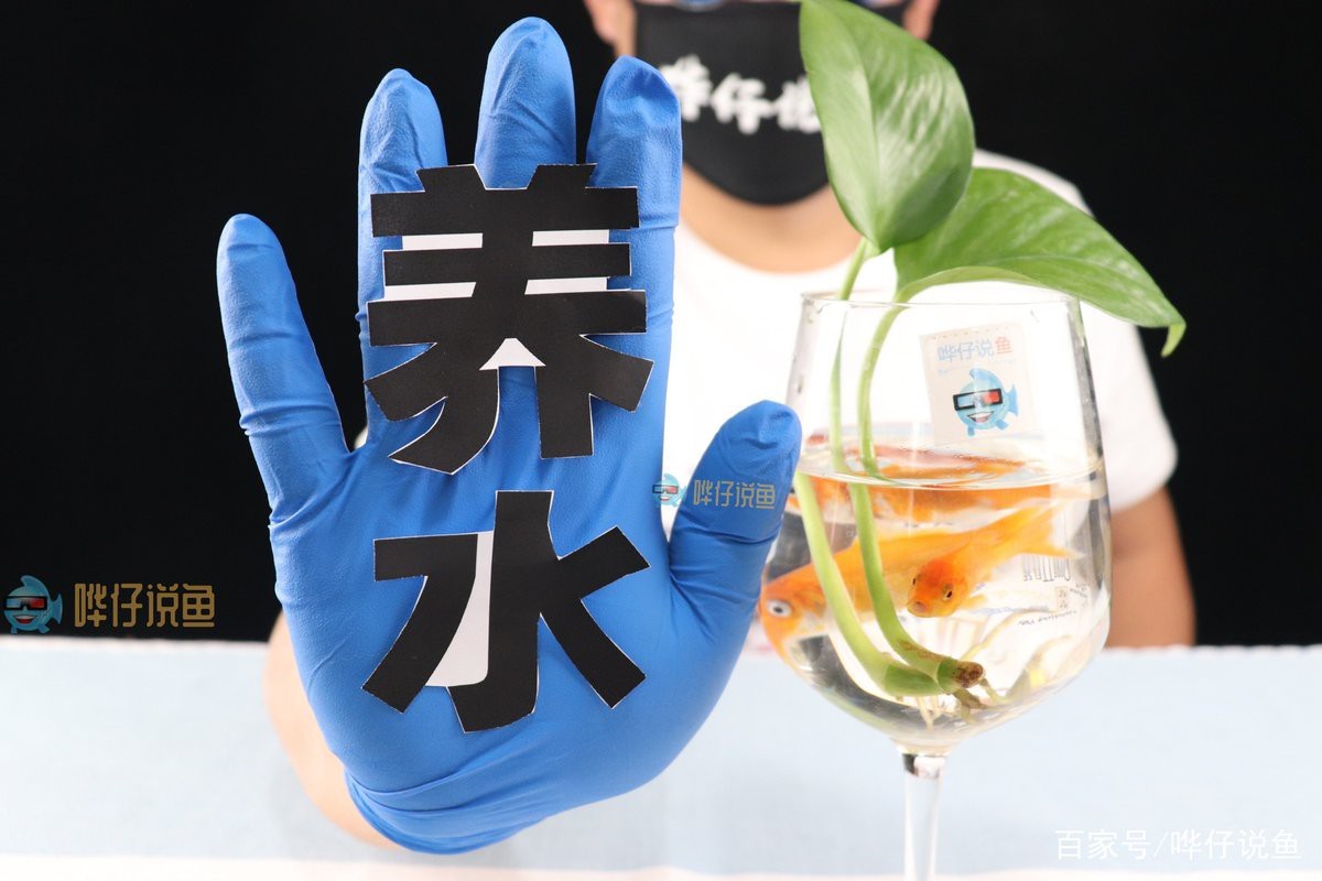 如何保持金龍魚飼養水的溫度穩定？【office百技通龍魚飼養水質管理全攻略】 如何保持金龍魚飼養水的溫度穩定？【office百技通龍魚飼養水質管理全攻略】 龍魚百科 第7張