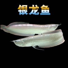 金龍魚觀賞魚的價格是多少？【金龍魚為什么賣這么貴】