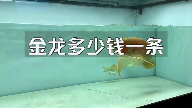 金龍魚觀賞魚的價格是多少？【金龍魚為什么賣這么貴】
