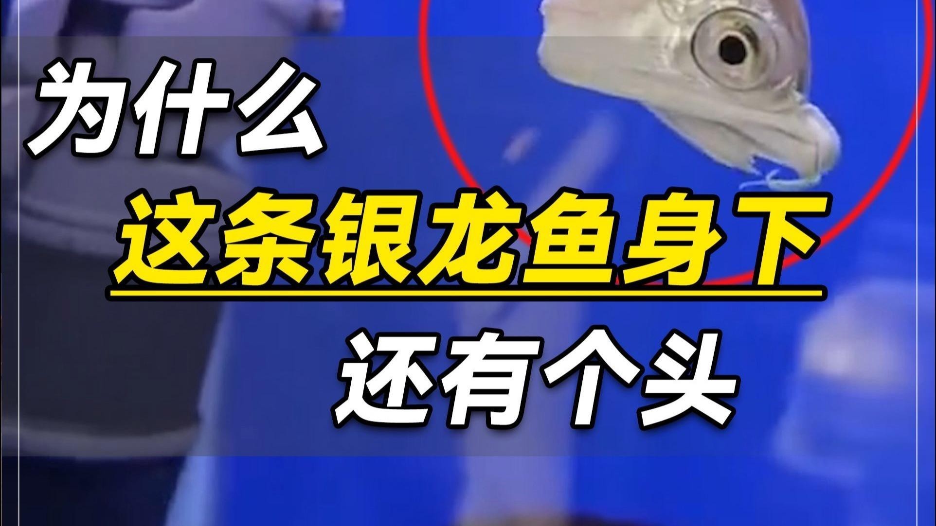 詳細介紹一下銀龍魚的特點【《銀龍魚的特點介紹》**】 詳細介紹一下銀龍魚的特點【《銀龍魚的特點介紹》**】 龍魚論壇 第10張