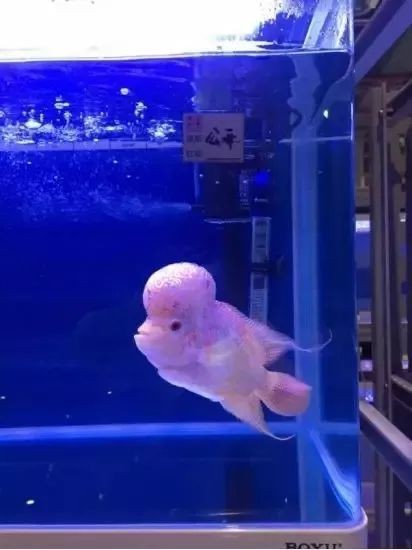 馬來西亞羅漢魚幾歲才認主人【羅漢魚會認主人嗎】