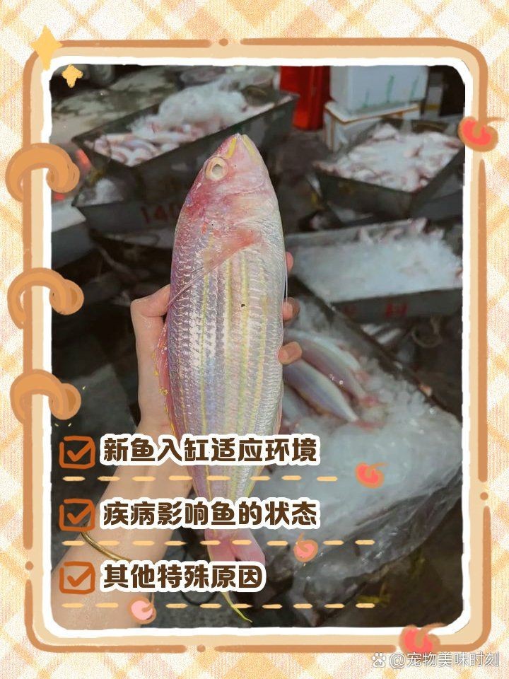 金龍魚老是在缸底,怎么回事【金龍魚趴缸多久會(huì)死金龍魚趴缸如何治療金龍魚趴缸】