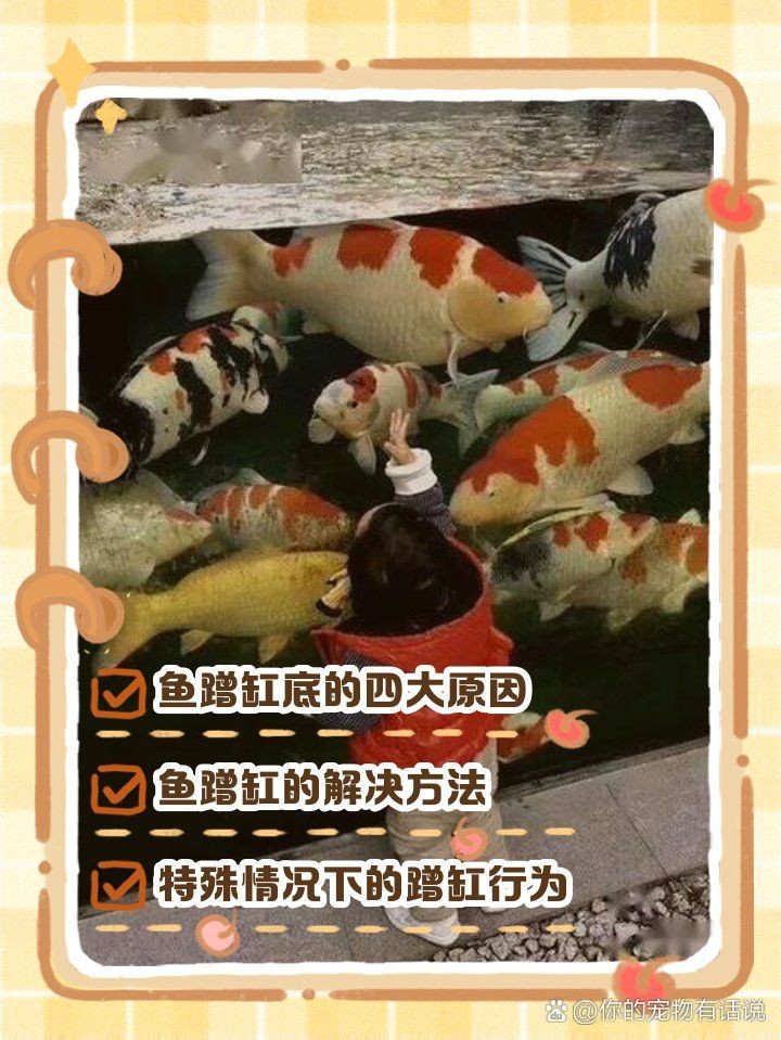 金龍魚老是在缸底,怎么回事【金龍魚趴缸多久會死金龍魚趴缸如何治療金龍魚趴缸】