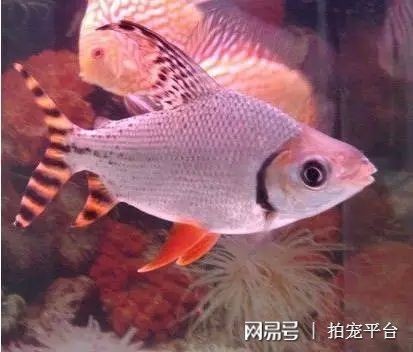 飛鳳魚品種哪種好【《飛鳳魚品種哪種好？》】