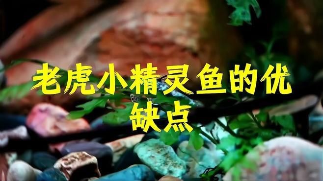 老虎小精靈魚【《老虎小精靈魚》】 老虎小精靈魚【《老虎小精靈魚》】 龍魚百科 第3張