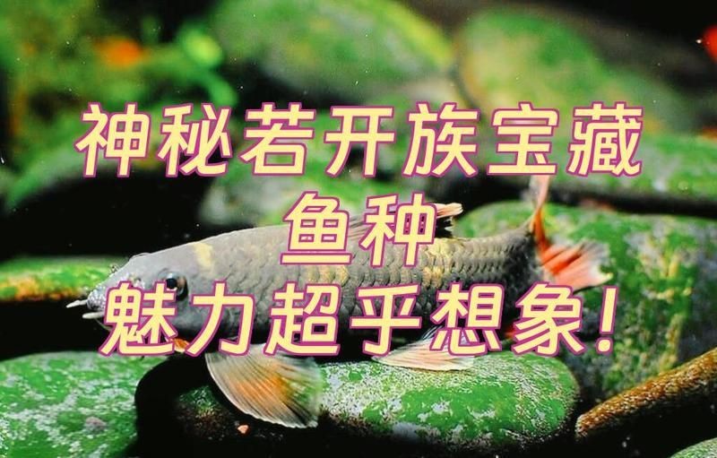 老虎小精靈魚【《老虎小精靈魚》】 老虎小精靈魚【《老虎小精靈魚》】 龍魚百科 第2張