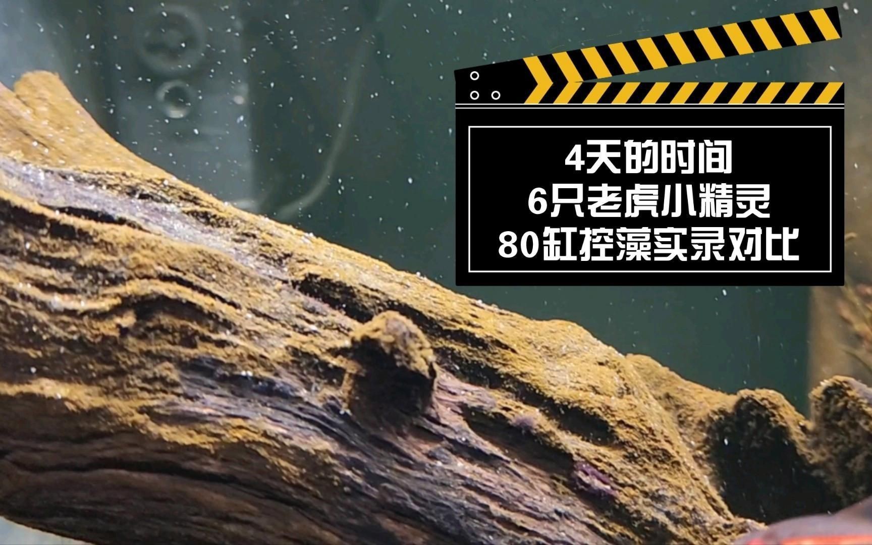 老虎小精靈魚【《老虎小精靈魚》】 老虎小精靈魚【《老虎小精靈魚》】 龍魚百科 第4張