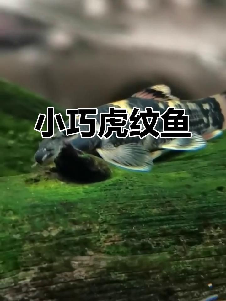 老虎小精靈魚【《老虎小精靈魚》】 老虎小精靈魚【《老虎小精靈魚》】 龍魚百科 第1張
