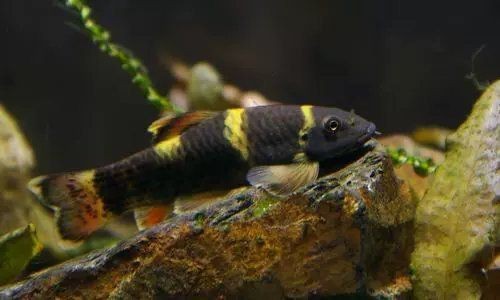 老虎小精靈魚【《老虎小精靈魚》】 老虎小精靈魚【《老虎小精靈魚》】 龍魚百科 第7張