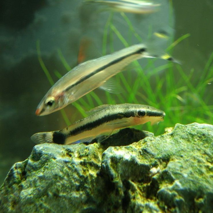 老虎小精靈魚【《老虎小精靈魚》】 老虎小精靈魚【《老虎小精靈魚》】 龍魚百科 第6張
