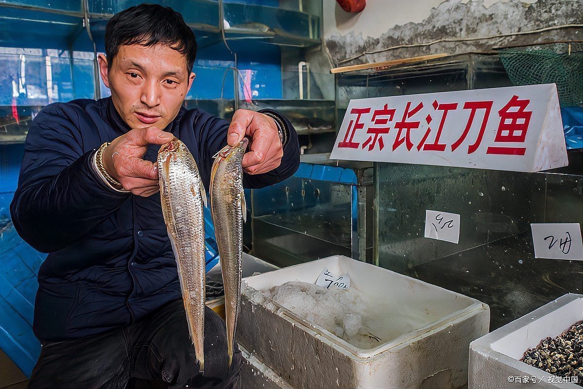 刀魚的毒性有多強【刀魚毒性如何區分？】