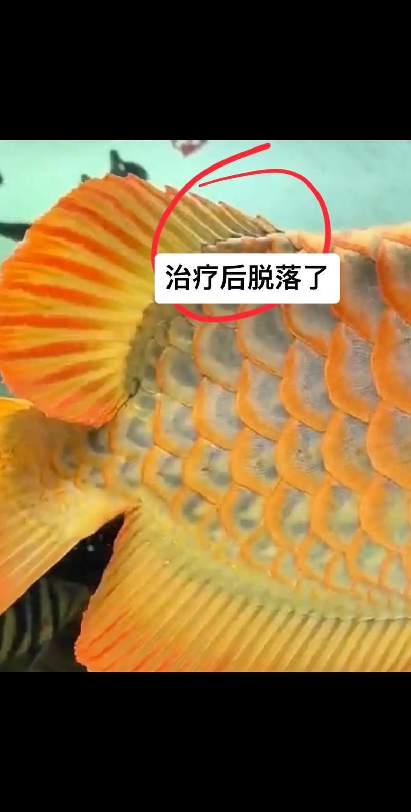 龍魚體表細菌感染圖解【關于龍魚體表細菌感染的詳細圖解】