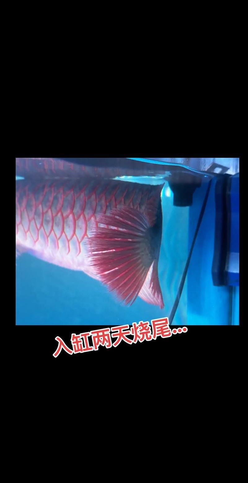 龍魚體表細菌感染圖解【關于龍魚體表細菌感染的詳細圖解】
