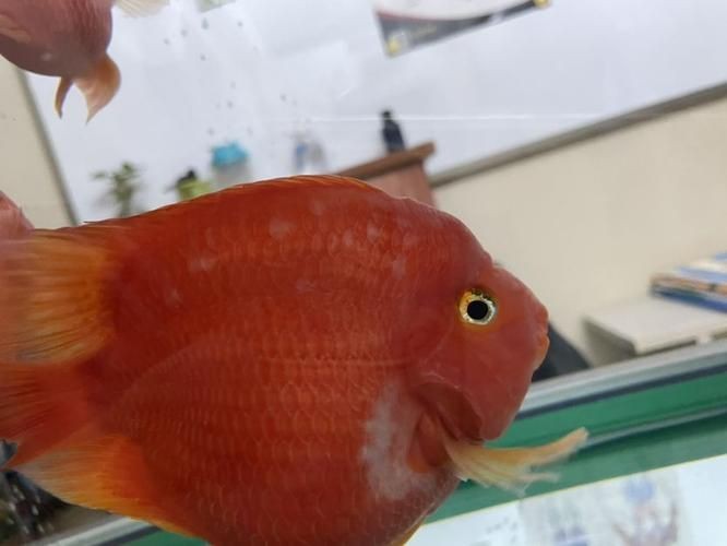 龍魚體表細菌感染圖解【關于龍魚體表細菌感染的詳細圖解】