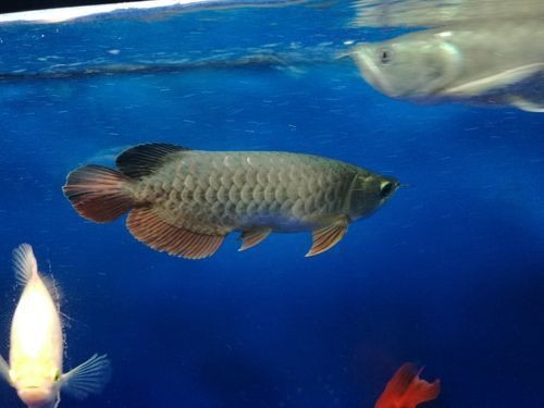 龍魚(yú)溶鱗中期和后期的癥狀圖片【聚焦龍魚(yú)溶鱗中期和后期的癥狀圖片相關(guān)內(nèi)容相關(guān)內(nèi)容】