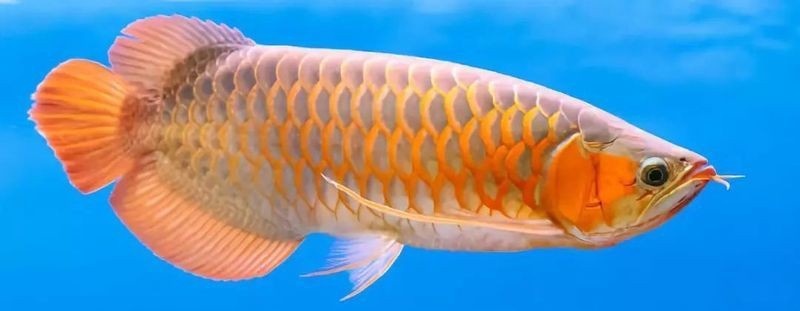 金龍魚的最佳繁殖年齡是多少？【金龍魚是怎么繁殖的】 金龍魚的最佳繁殖年齡是多少？【金龍魚是怎么繁殖的】 龍魚百科 第1張