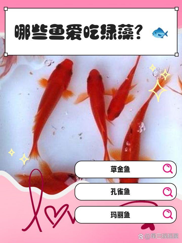 綠皮皇冠豹吃青苔嗎【綠皮皇冠豹是否吃青苔】