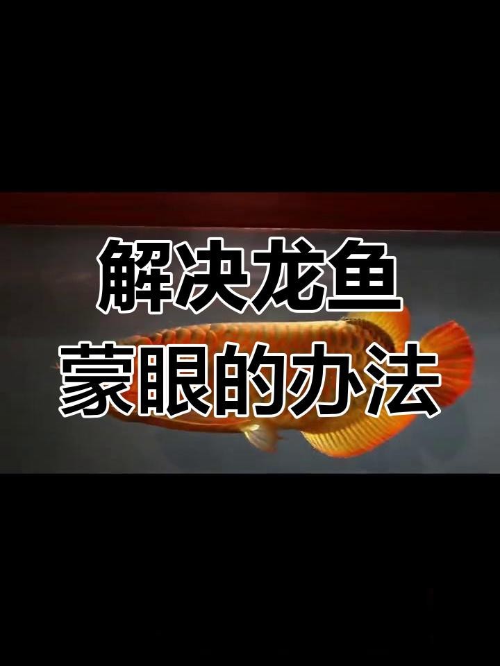 如何預防龍魚蒙眼癥的發生？【愛奇藝龍魚蒙眼原因及治療方法全解析】