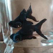 龍睛魚的價(jià)格范圍【黑龍睛阿里1688墨龍睛多少錢一只星熒漫記】