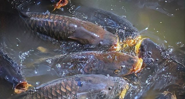 龍魚(yú)鰓蓋腐爛會(huì)自愈嗎？【龍魚(yú)鰓蓋腐爛怎么辦？】 龍魚(yú)鰓蓋腐爛會(huì)自愈嗎？【龍魚(yú)鰓蓋腐爛怎么辦？】 龍魚(yú)百科 第7張