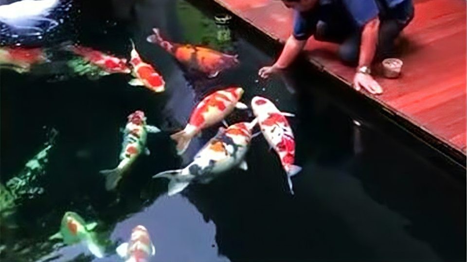 龍魚和錦鯉哪個更受歡迎？【龍魚和錦鯉哪個好養】