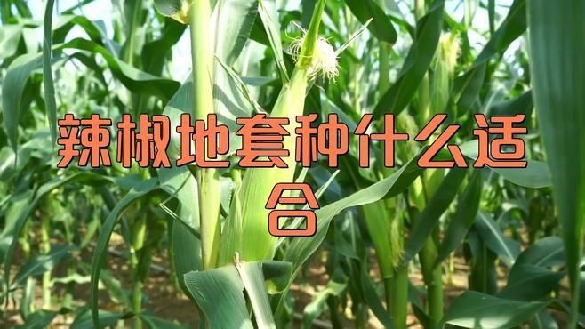 辣椒和誰一起種最好呢【辣椒套種最佳搭配】