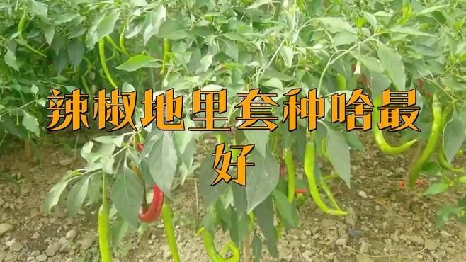辣椒和誰一起種最好呢【辣椒套種最佳搭配】