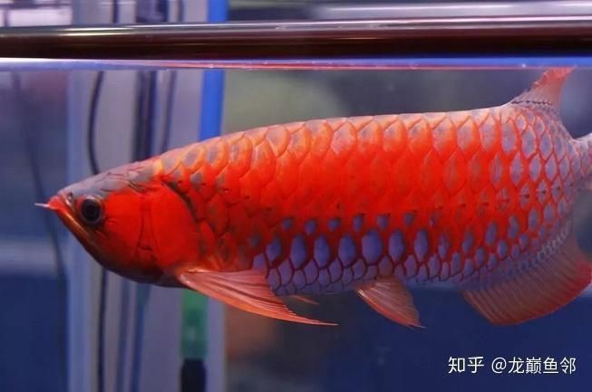 綠皮藍(lán)底紅龍最簡(jiǎn)單三個(gè)顏色【《綠皮藍(lán)底紅龍：簡(jiǎn)單三色下的獨(dú)特魅力》】