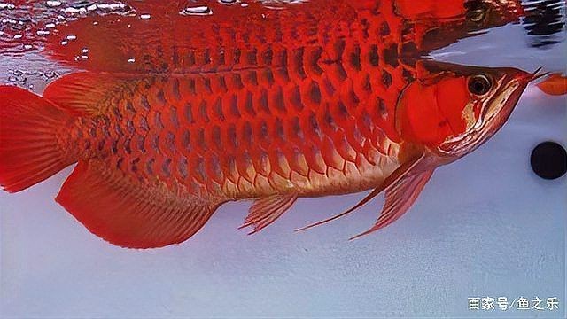 綠皮藍(lán)底紅龍最簡(jiǎn)單三個(gè)顏色【《綠皮藍(lán)底紅龍：簡(jiǎn)單三色下的獨(dú)特魅力》】