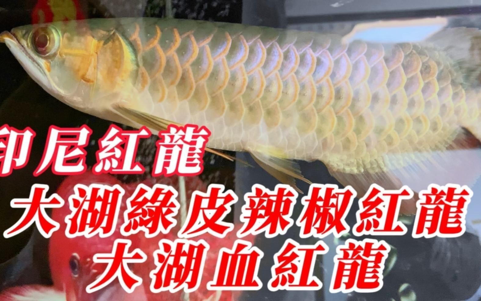 辣椒紅龍和血紅龍區別【紅龍魚品種大揭秘:辣椒、血紅與橙紅龍的區別】
