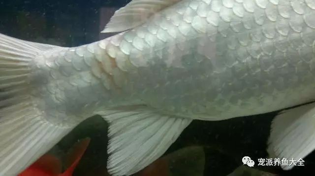 錦鯉炸鱗最快解決方法【錦鯉炸鱗怎么辦】