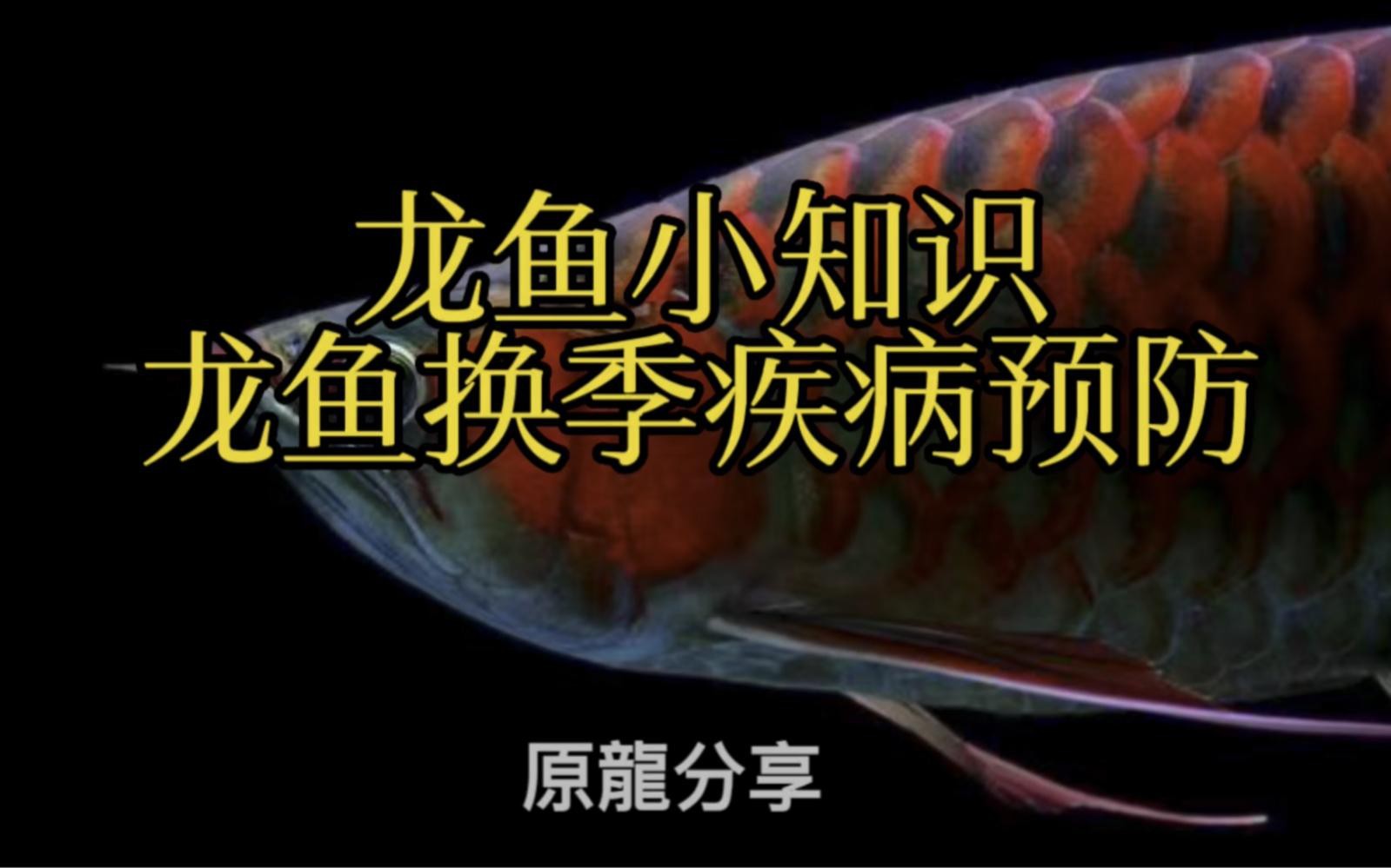 如何預防古龍魚疾病？【古龍魚健康六要點】